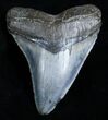 Glossy Inch Long Lateral Megalodon Tooth #3532-1